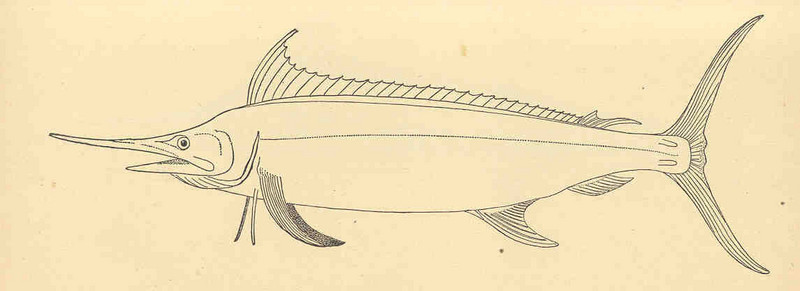 FMIB 35150 Cape Spear-Fish, Tetrapturus Herschellii.jpeg