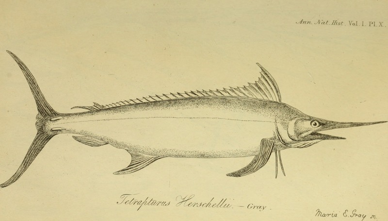 Annals of natural history (1838) (17793090593).jpg