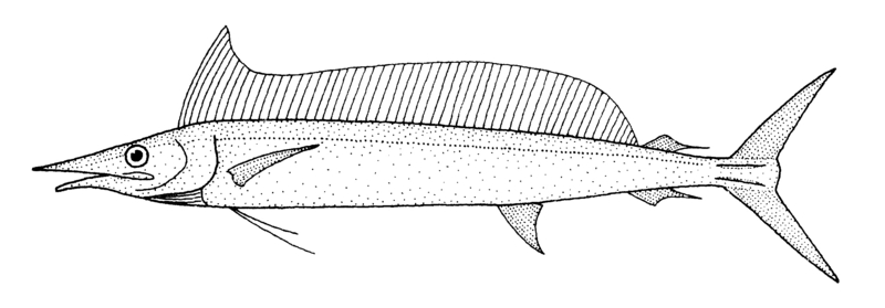 Tetrapturus angustirostris (Shortbill spearfish).gif