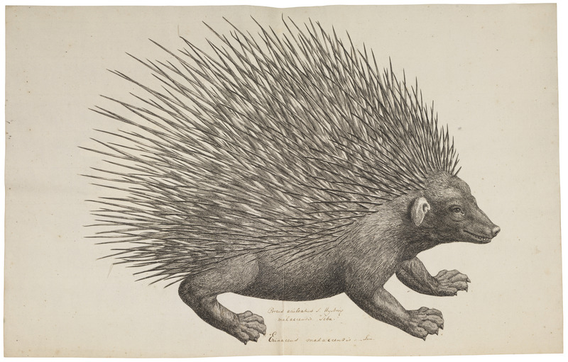 Erinaceus malaccensis - 1700-1880 - Print - Iconographia Zoologica - Special Collections University of Amsterdam - UBA01 IZ20600031.jpg