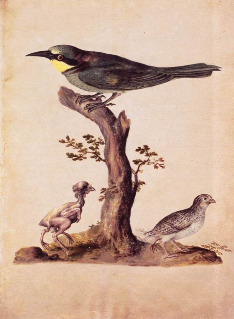 Giuseppe Arcimboldo - Birds - WGA00874.jpg