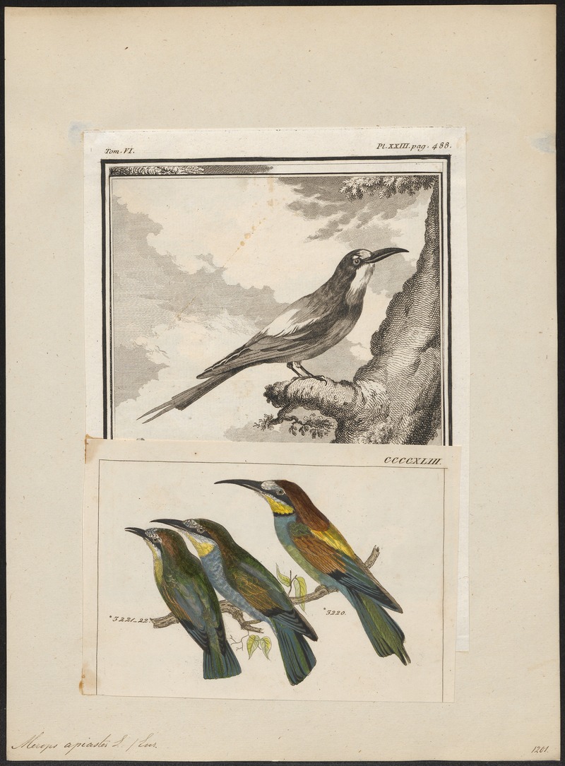 Merops apiaster - 1700-1880 - Print - Iconographia Zoologica - Special Collections University of Amsterdam - UBA01 IZ16800305.jpg