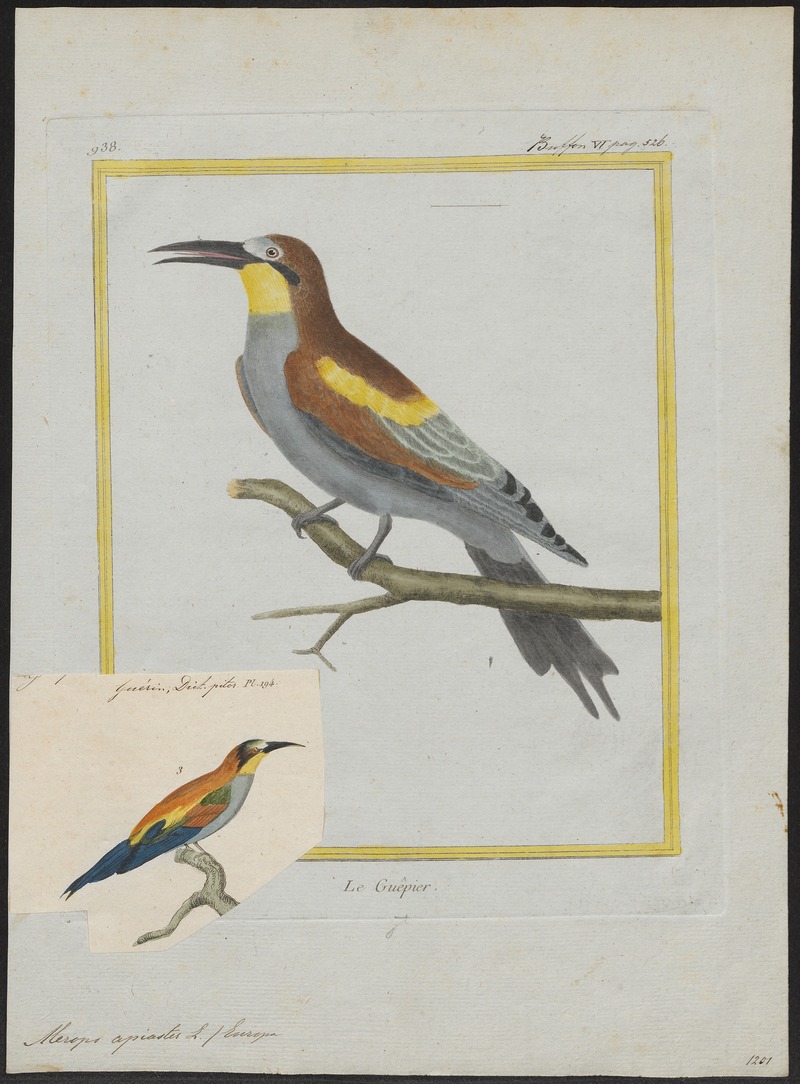 Merops apiaster - 1700-1880 - Print - Iconographia Zoologica - Special Collections University of Amsterdam - UBA01 IZ16800303.jpg
