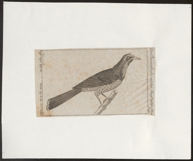 Merops apiaster - 1772-1829 - Print - Iconographia Zoologica - Special Collections University of Amsterdam - UBA01 IZ16100021.jpg