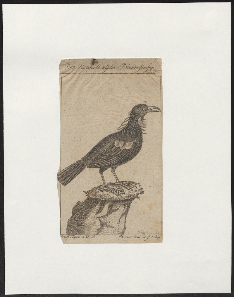 Merops apiaster - 1772-1829 - Print - Iconographia Zoologica - Special Collections University of Amsterdam - UBA01 IZ16100023.jpg