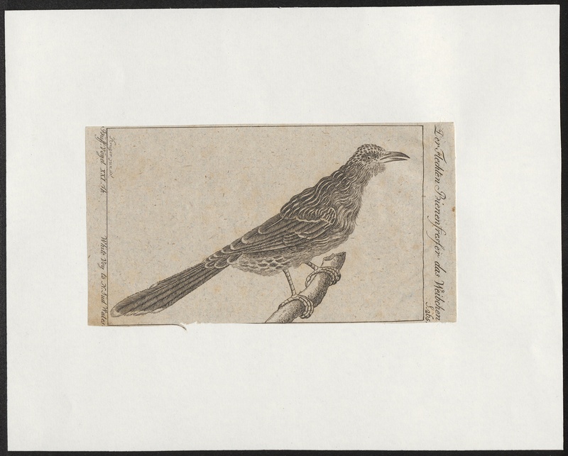 Merops apiaster - 1772-1829 - Print - Iconographia Zoologica - Special Collections University of Amsterdam - UBA01 IZ16100025.jpg
