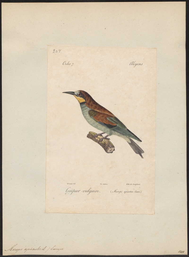 Merops apiaster - 1842-1848 - Print - Iconographia Zoologica - Special Collections University of Amsterdam - UBA01 IZ16800307.jpg