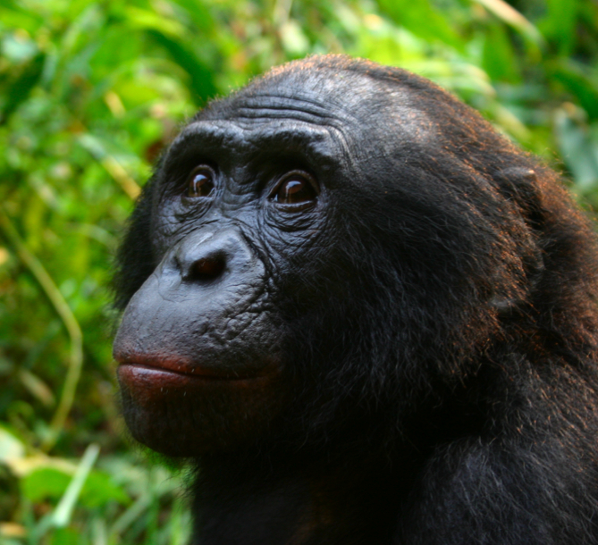 Male Bonobo Lola ya Bonobo 2008 - bonobo (Pan paniscus).jpg