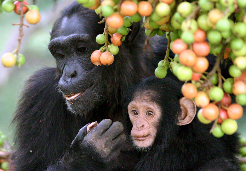 Adult female and infant wild chimpanzees feeding on Ficus sur - common chimpanzee (Pan troglodytes).jpeg