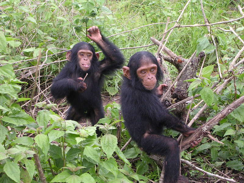 2006-12-09 Chipanzees D Bruyere - common chimpanzee (Pan troglodytes).JPG
