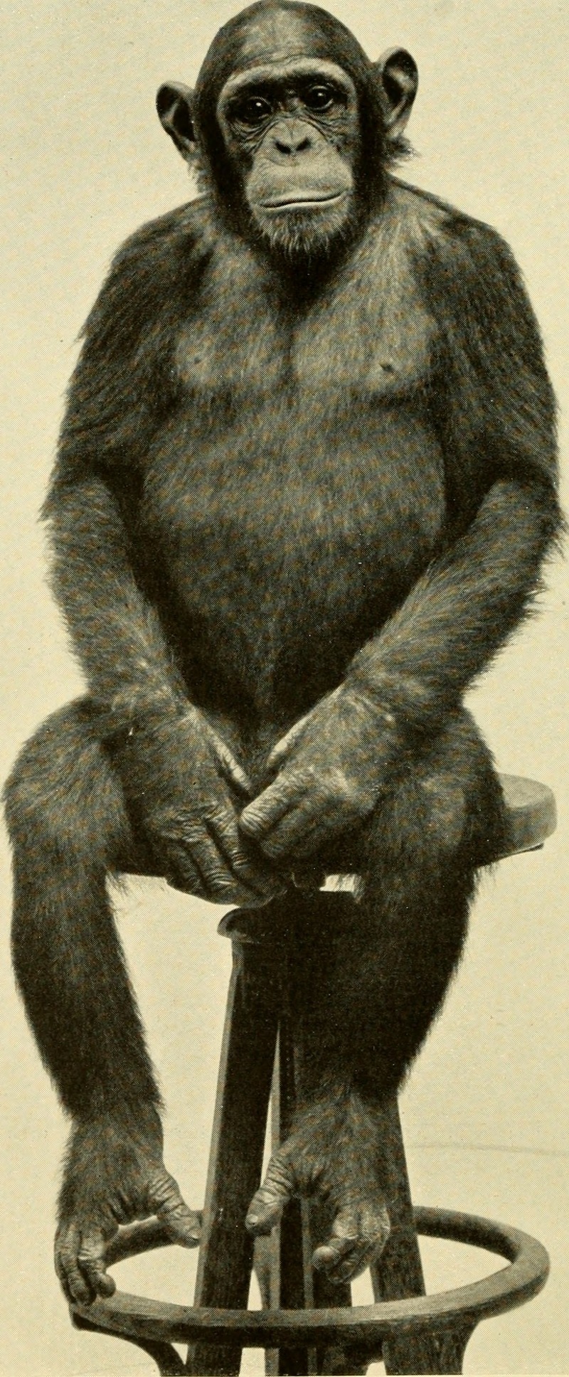 Annual report - New York Zoological Society (1910) (18427137332).jpg