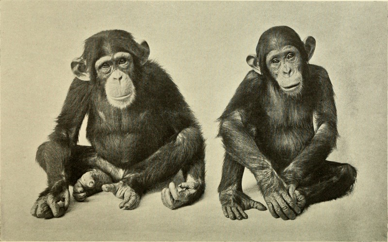 Annual report - New York Zoological Society (1907) (18245026929).jpg