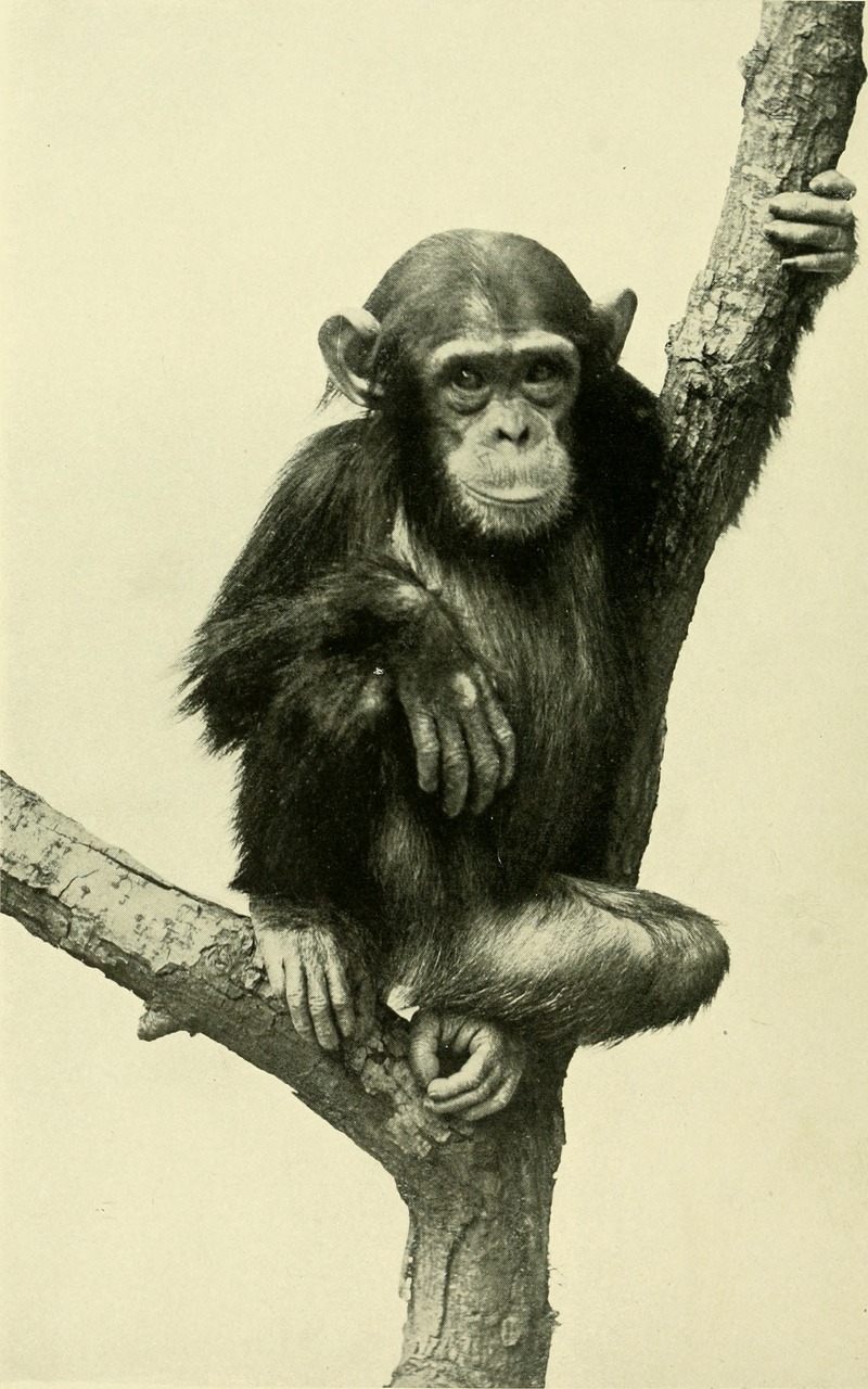 Annual report - New York Zoological Society (1903) (18431279065).jpg