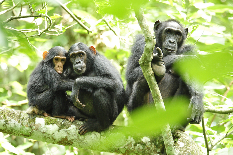 Chimpanzees in Uganda (5984913059).jpg