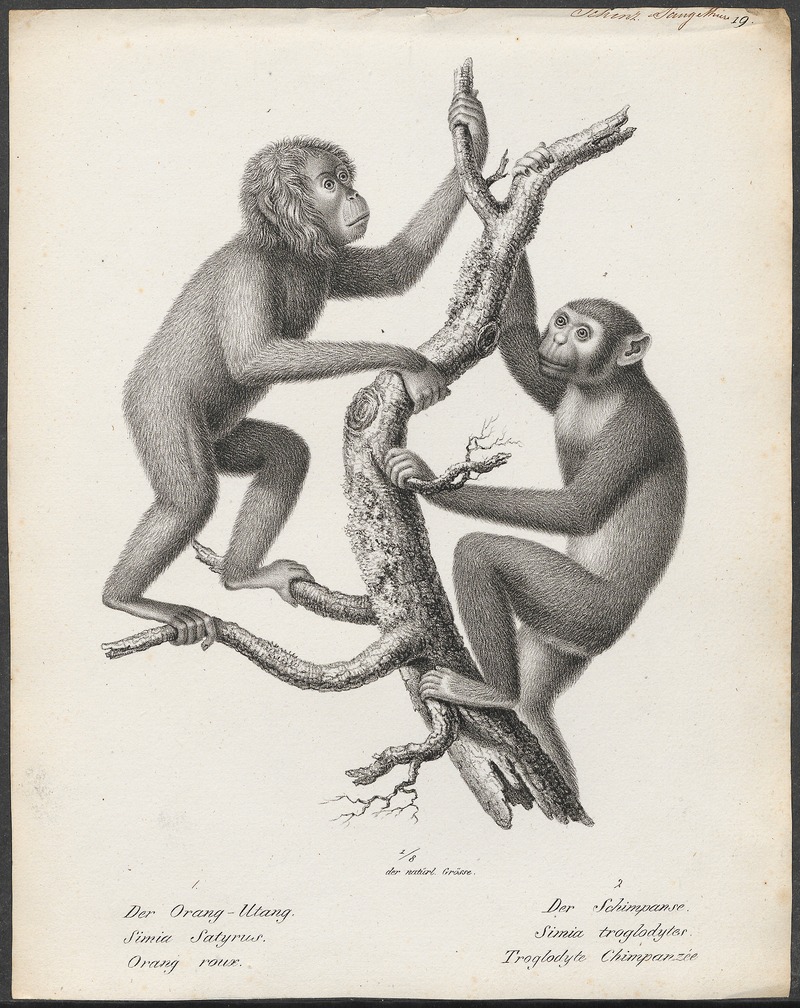 Simia troglodytes - 1809-1845 - Print - Iconographia Zoologica - Special Collections University of Amsterdam - UBA01 IZ19800044.jpg