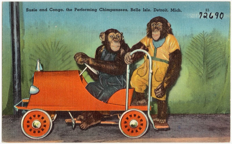 Susie and Congo, the Performing Chimpanzees, Belle Isle, Detroit, Mich (72690).jpg