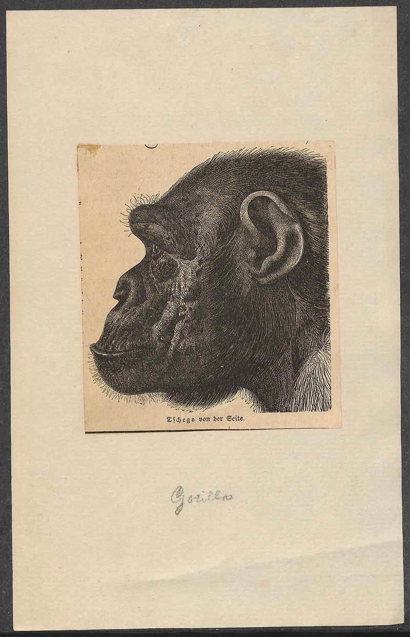 Troglodytes niger - 1700-1880 - Print - Iconographia Zoologica - Special Collections University of Amsterdam - UBA01 IZ19800141.jpg