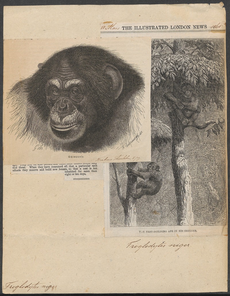 Troglodytes niger - 1700-1880 - Print - Iconographia Zoologica - Special Collections University of Amsterdam - UBA01 IZ19800149.jpg