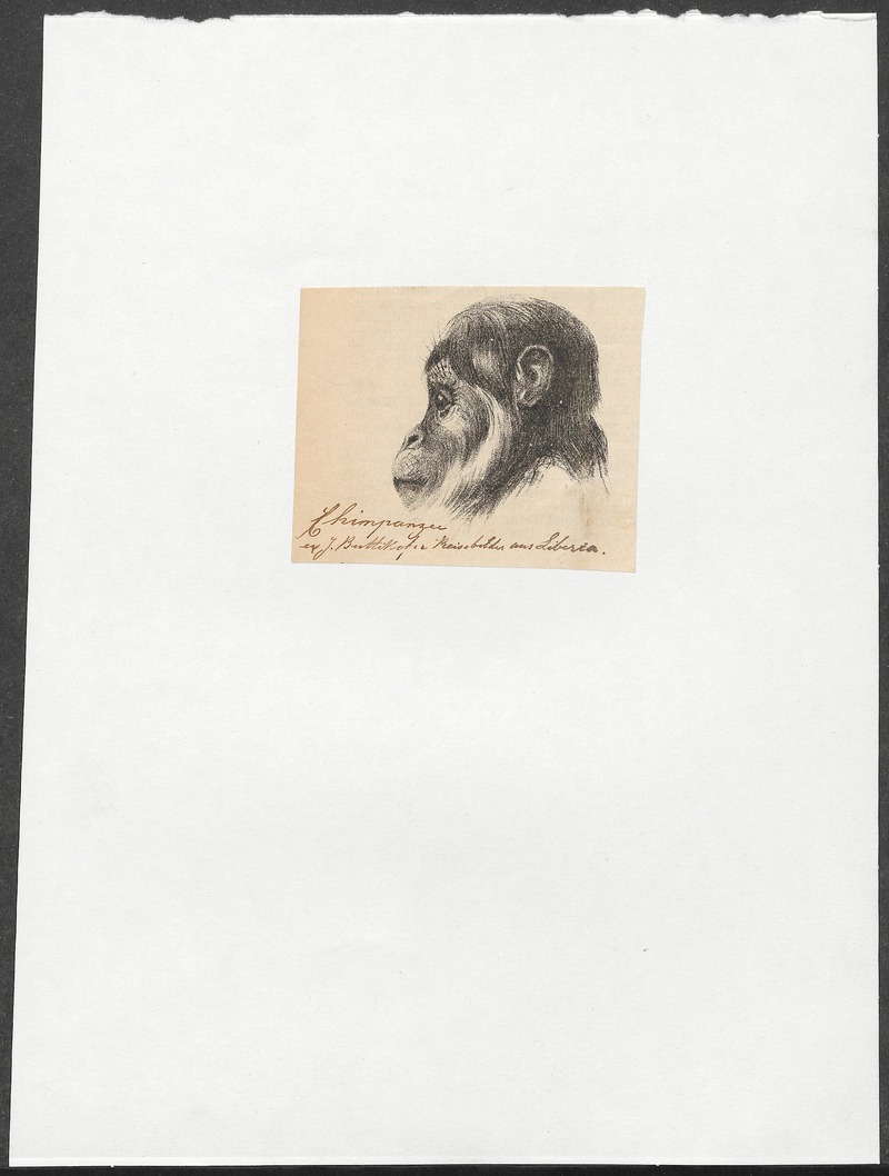 Troglodytes niger - 1700-1880 - Print - Iconographia Zoologica - Special Collections University of Amsterdam - UBA01 IZ19800151.jpg