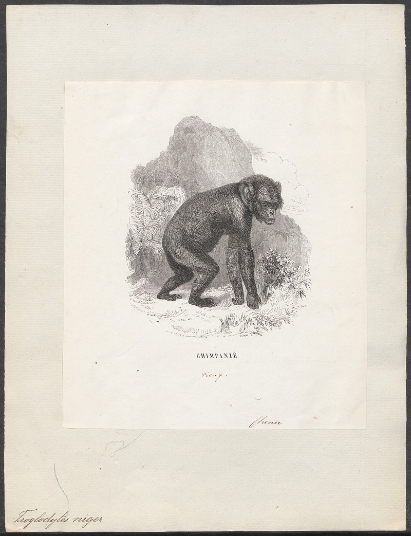 Troglodytes niger - 1700-1880 - Print - Iconographia Zoologica - Special Collections University of Amsterdam - UBA01 IZ19800161.jpg