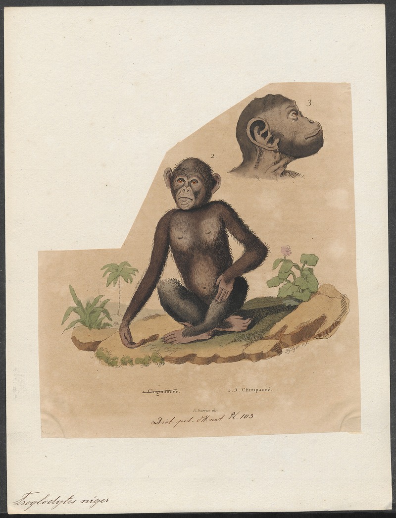 Troglodytes niger - 1700-1880 - Print - Iconographia Zoologica - Special Collections University of Amsterdam - UBA01 IZ19800163.jpg
