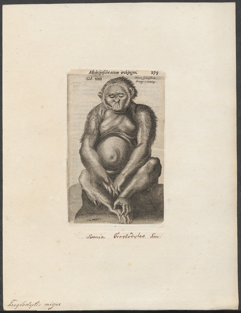 Troglodytes niger - 1700-1880 - Print - Iconographia Zoologica - Special Collections University of Amsterdam - UBA01 IZ19800170.jpg