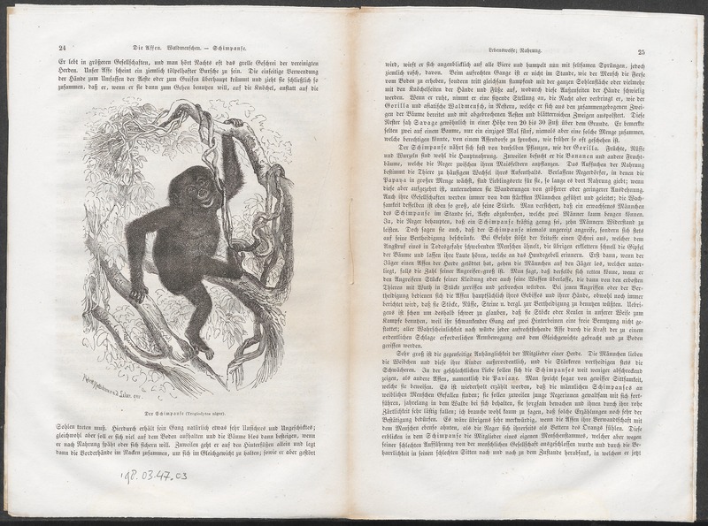 Troglodytes niger - 1700-1880 - Print - Iconographia Zoologica - Special Collections University of Amsterdam - UBA01 IZ19800177.jpg