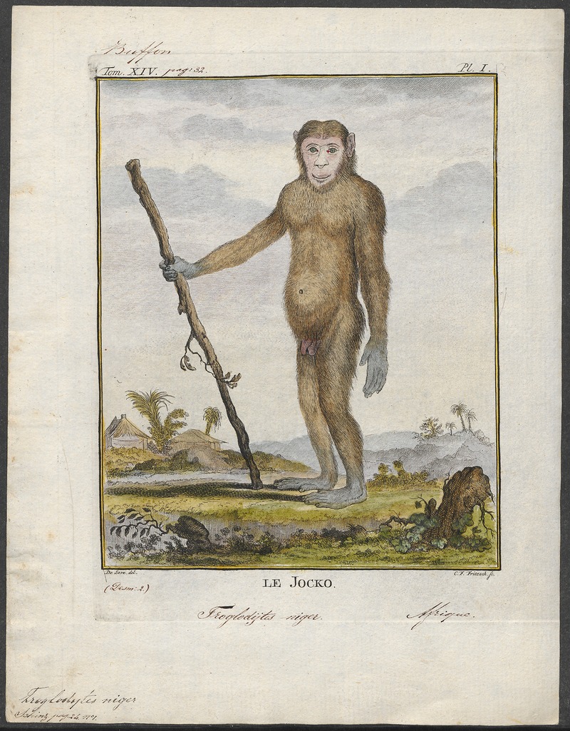 Troglodytes niger - 1773-1807 - Print - Iconographia Zoologica - Special Collections University of Amsterdam - UBA01 IZ19800013.jpg