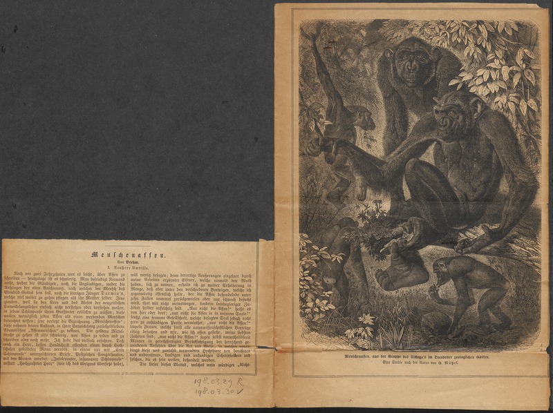 Troglodytes niger - 1876 - Print - Iconographia Zoologica - Special Collections University of Amsterdam - UBA01 IZ19800154.jpg