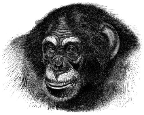 Chimpanzee head sketch.png