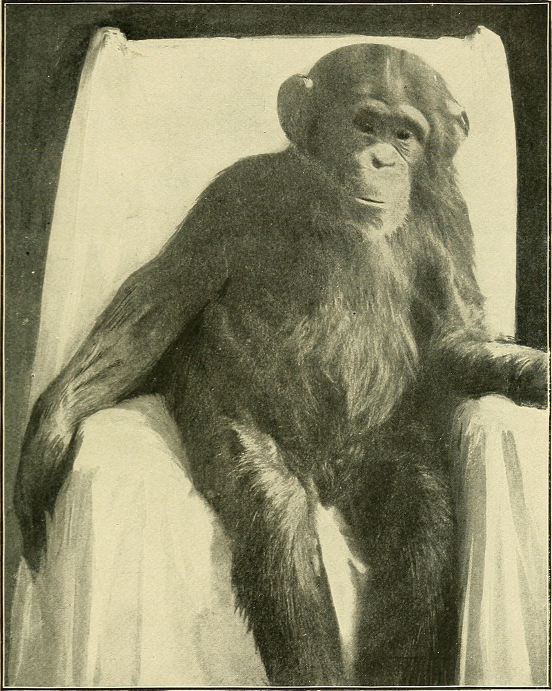 Apes and monkeys; their life and language (1900) (14773903585).jpg