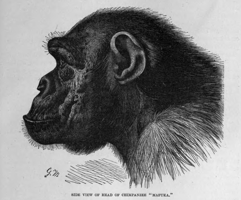Chimpanzee.Profile.jpg