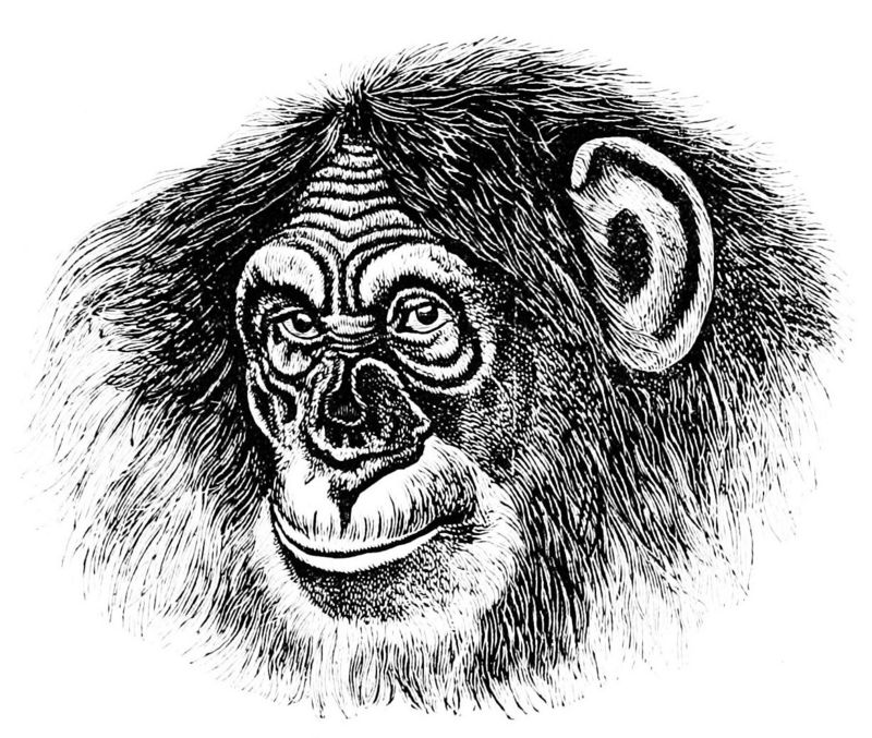 PSM V13 D452 Head of a chimpanzee.jpg