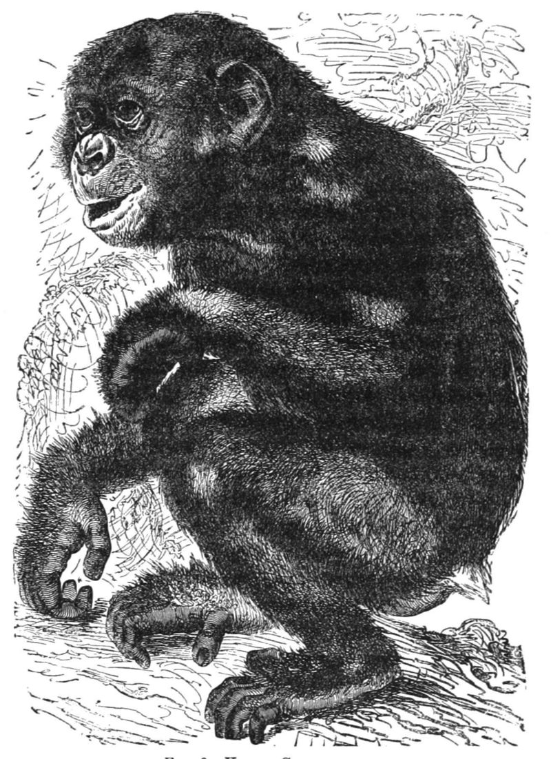PSM V28 D769 Young chimpanzee.jpg