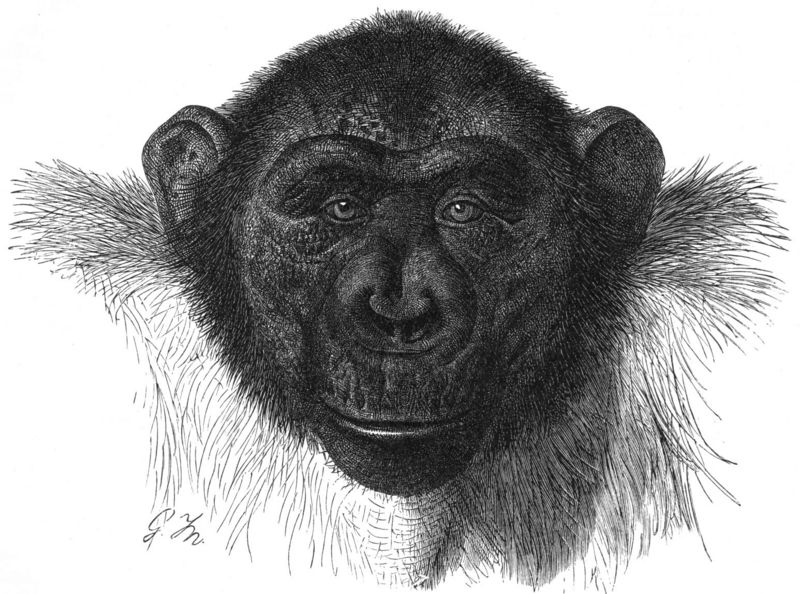 Schimpanse-drawing.jpg