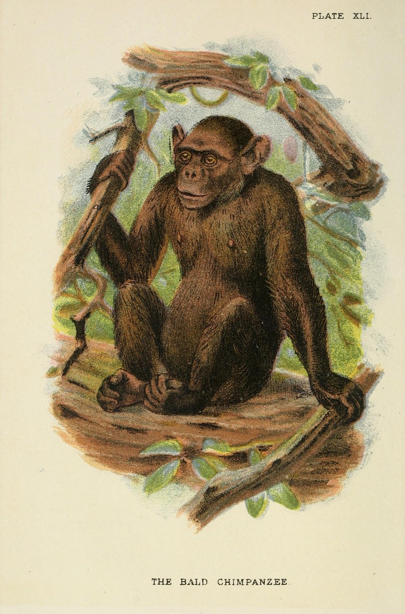 A hand-book to the primates (Plate XLI) (6901566470).jpg