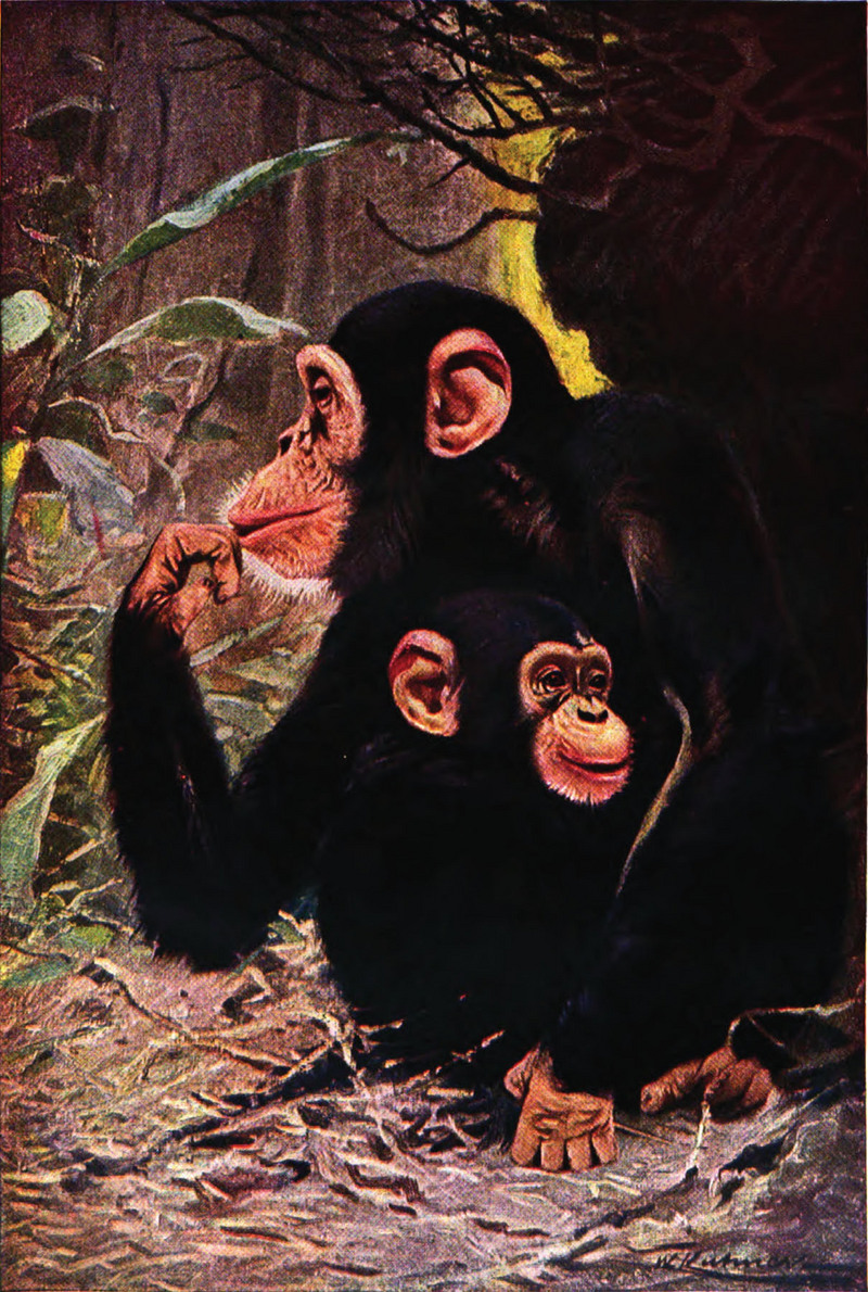 Americana 1920 Chimpanzee.jpg