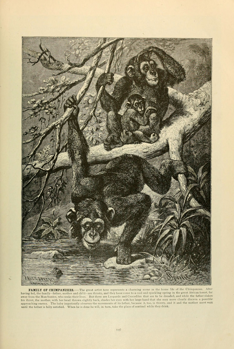 Brehm's Life of animals (Page 13) (6220148361).jpg