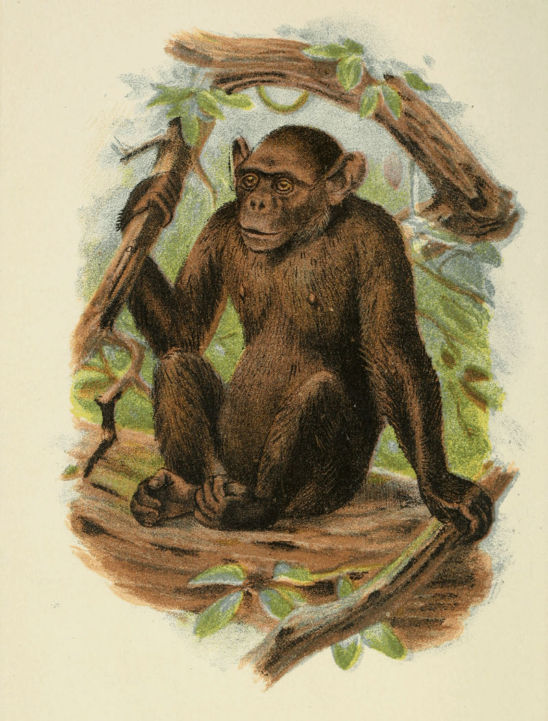 Handbook to the Primates Plate 41.jpg