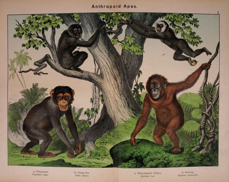 Natural history of the animal kingdom for the use of young people (Plate I) (5974366781).jpg