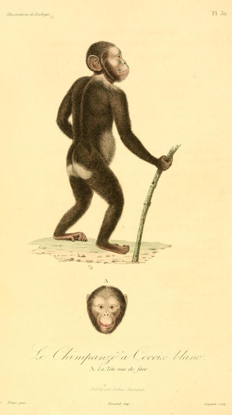 Pan troglodytes troglodytes 1831.jpg