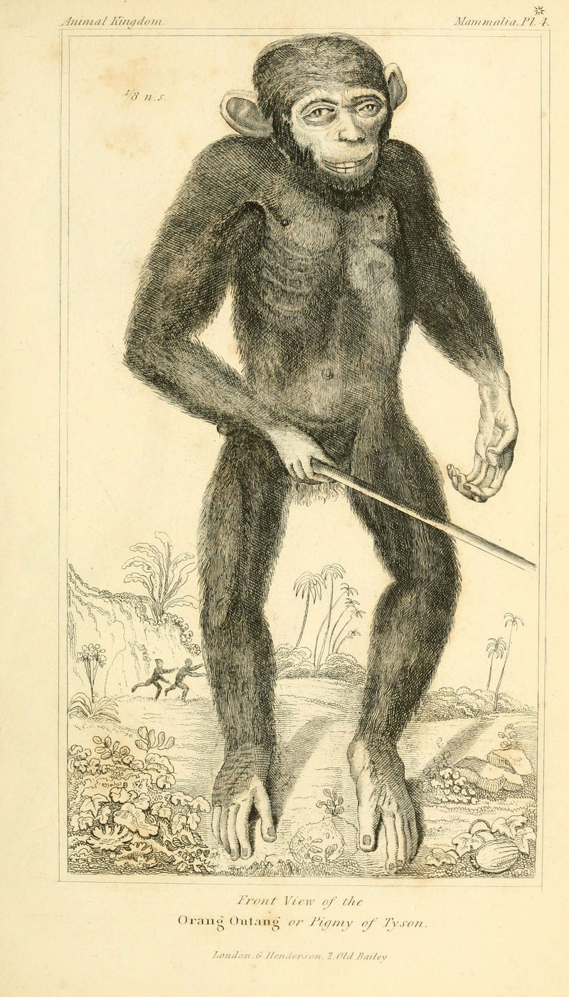The animal kingdom, arranged according to its organization, serving as a foundation for the natural history of animals (Pl. 4) (6026141632).jpg
