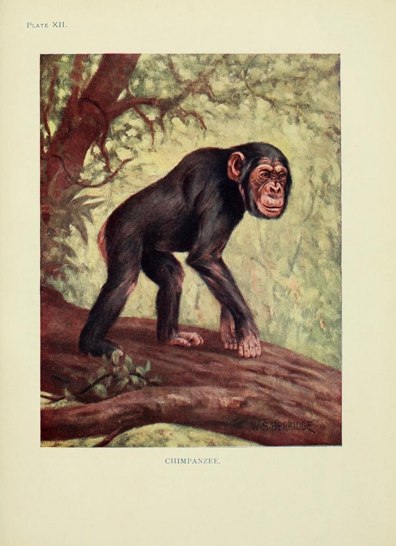 The book of the animal kingdom (Plate XII) (7335344816).jpg