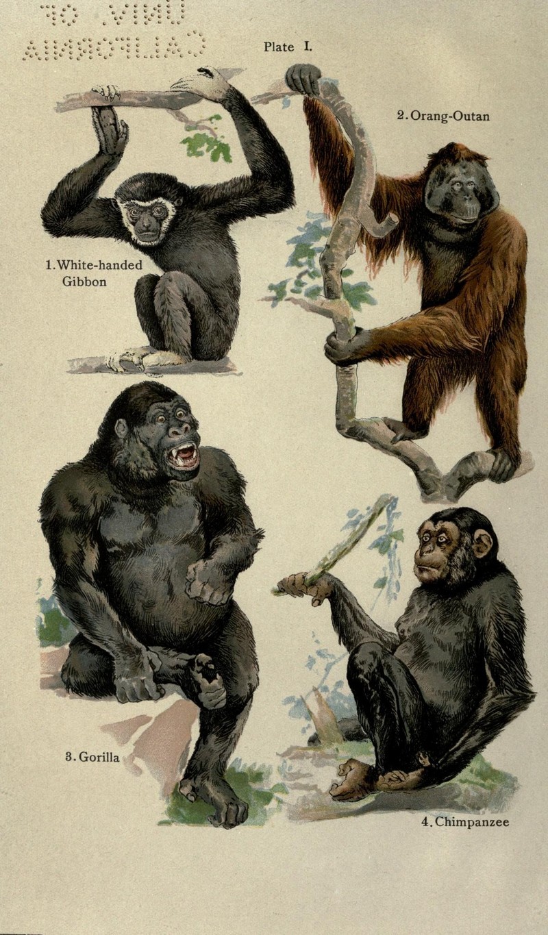 The handy natural history (Coloured Plate I) (6881658479).jpg