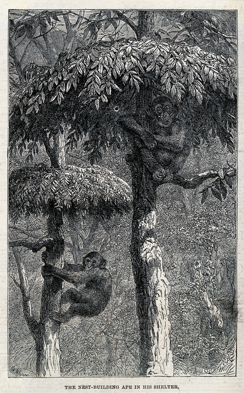 Two chimpanzees sheltering in trees. Wood engraving by J W W Wellcome V0021466.jpg