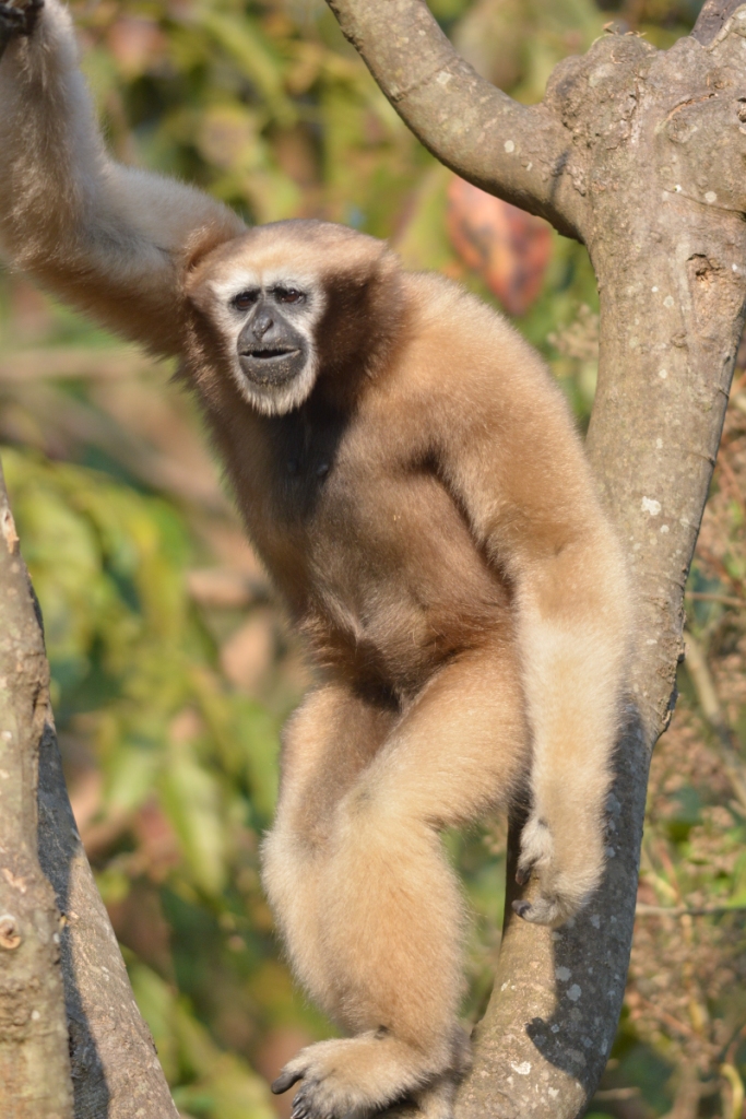 Hoolock Gibbon by Dr Raju Kasambe 01 - western hoolock gibbon (Hoolock hoolock).JPG