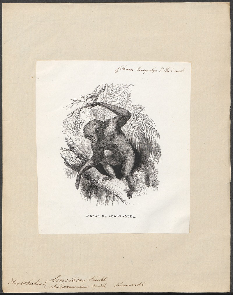 Hylobates leuciscus - 1700-1880 - Print - Iconographia Zoologica - Special Collections University of Amsterdam - UBA01 IZ19800121.jpg