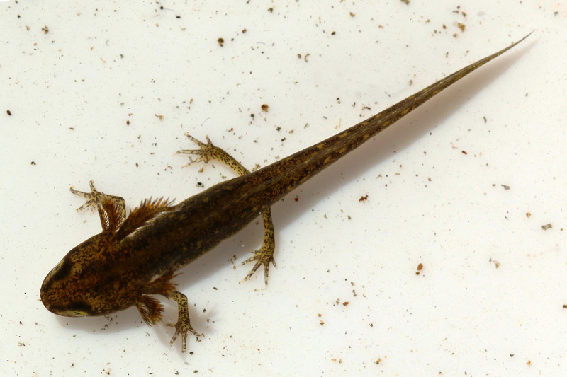 Smooth newt (Lissotriton vulgaris) nymph.jpg