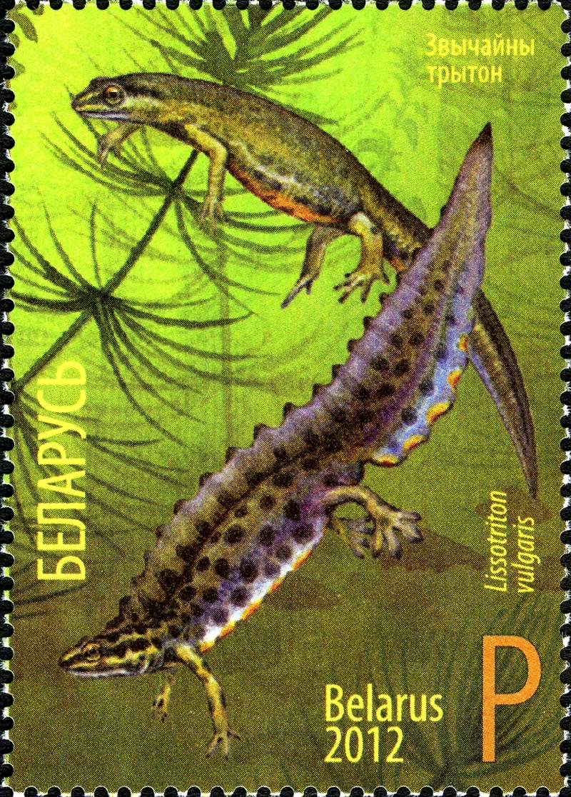 2012. Stamp of Belarus 19-2012-06-08-m2.jpg