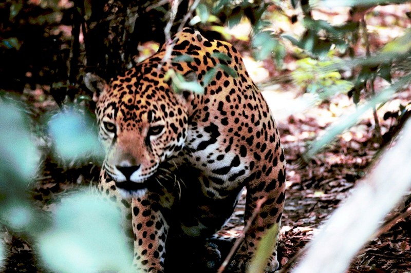 Obscured jaguar - jaguar (Panthera onca).jpg